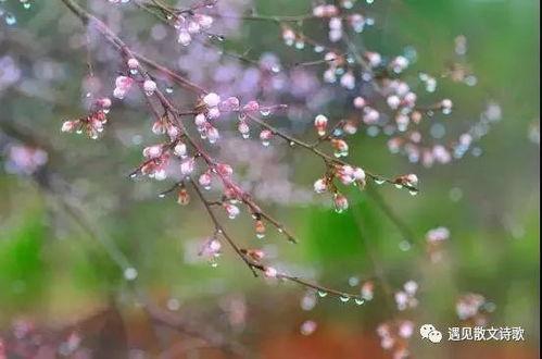 年年岁岁又逢春,春意盎然再续华章