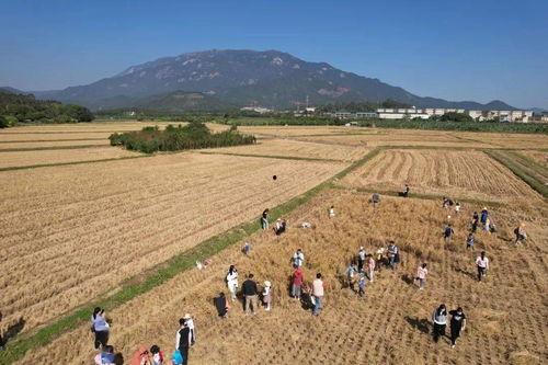 稻田荆棘路鸭兵镇蝗灾,鸭兵镇蝗灾的挑战与抗争